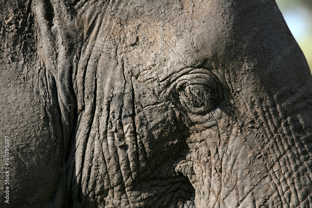 Obraz premium Tarangire National Park, Tanzania, Africa