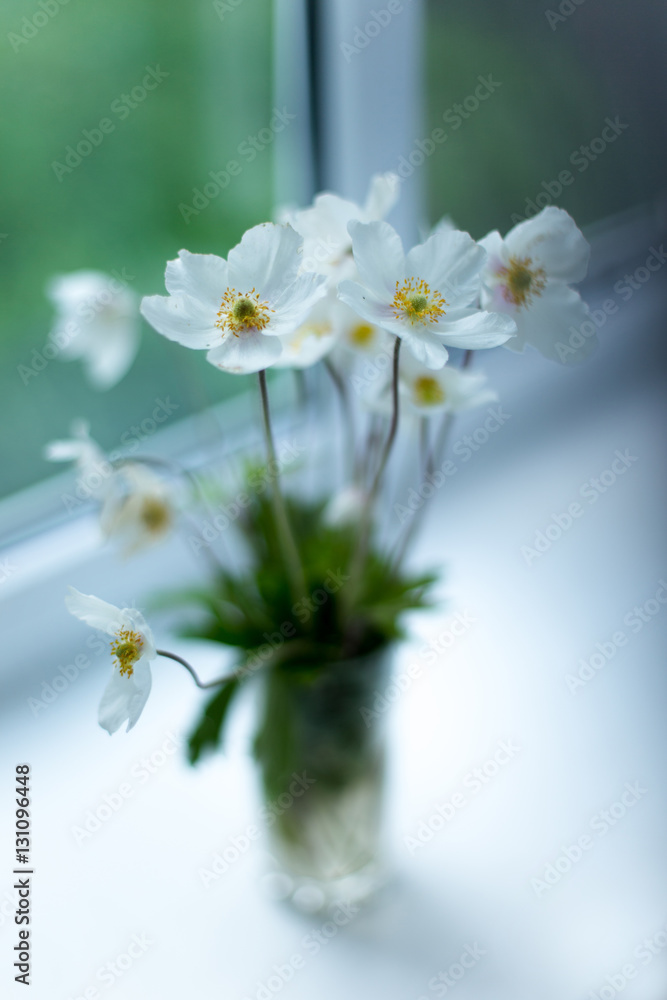 White spring flowers anemone on the window White spring flowers anemone on the window