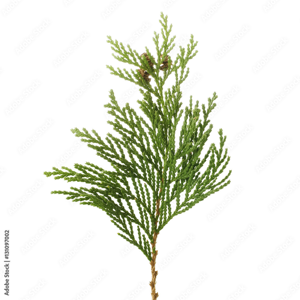 twig of cypress on a white background twig of cypress on a white background