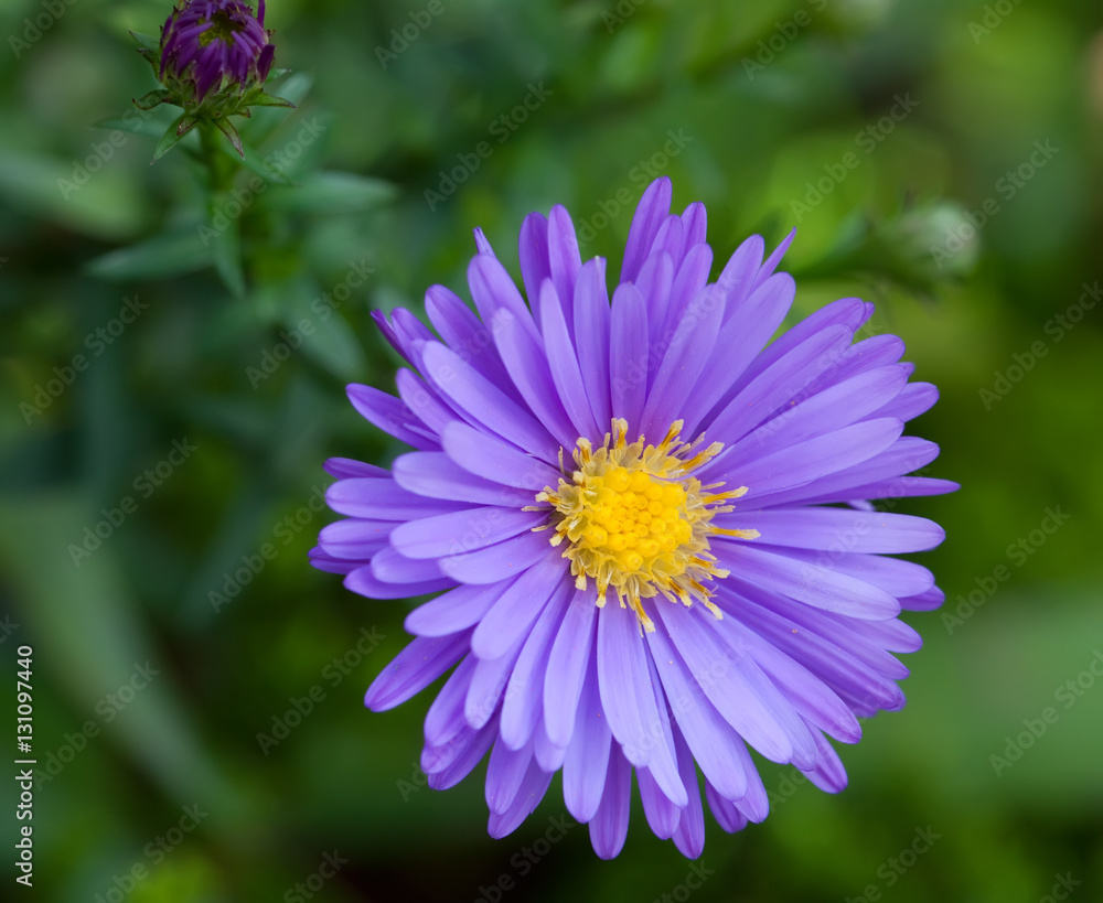 Obraz premium aster flowers