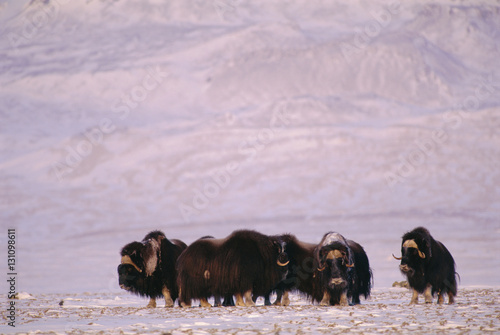 Group of muskox huddled together in snow, Arctic photo