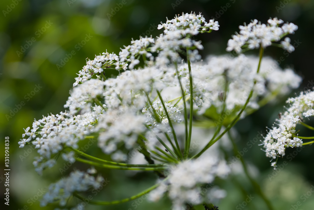 White flowers on a green background White flowers on a green background