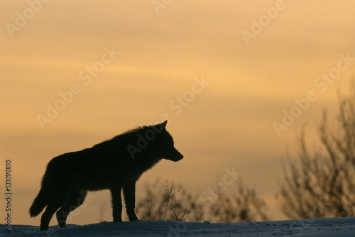 Grey wolf profile image, silhouetted against the sky, Russia photo