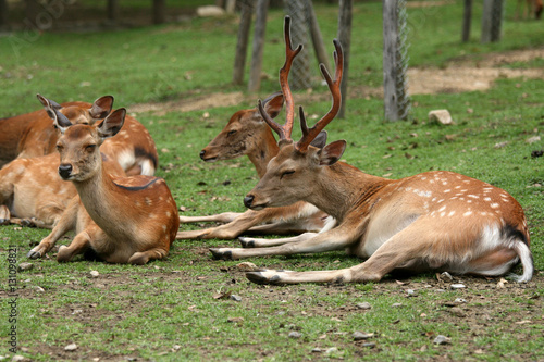 Group of Deer  Japan