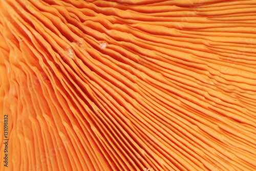 Close up of gills of chanterelle mushroom, Autumn photo