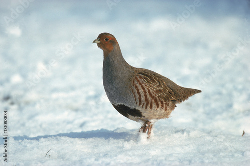 Grey partridge standing in snow, winter, UK