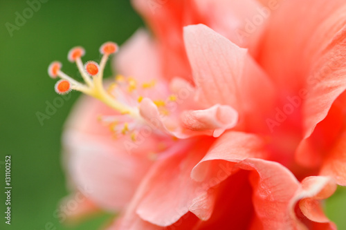 orange Hibiscus