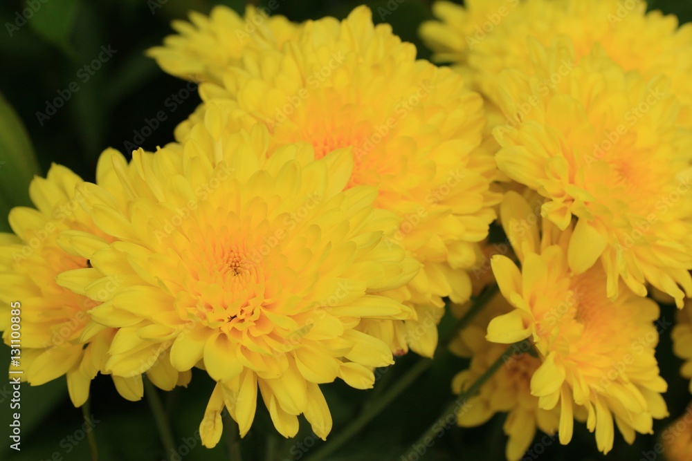 Obraz premium chrysanthemum