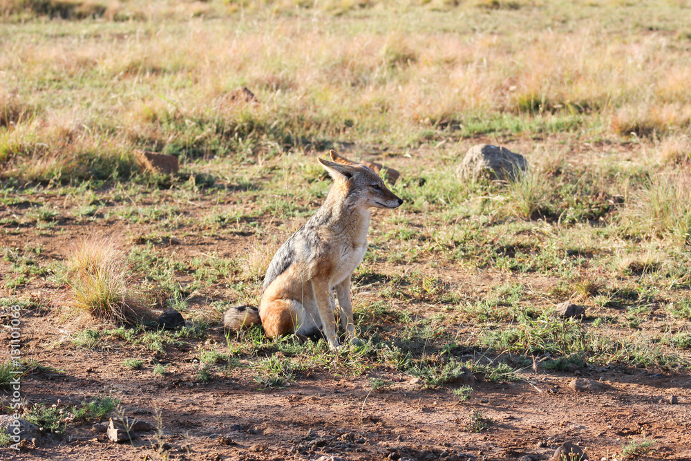 Naklejka premium Black-backed jackal