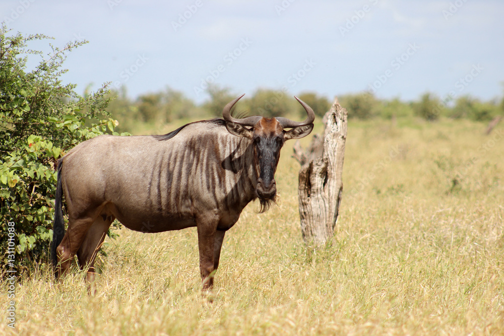 Wildebeest (Connochaetes) Wildebeest (Connochaetes)