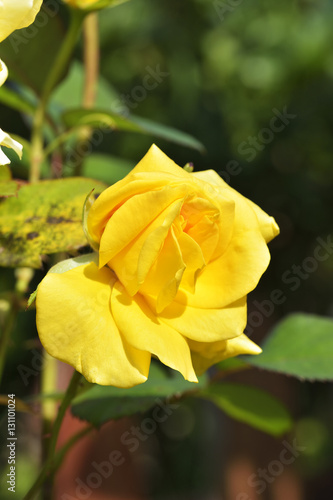 close up beautiful yellow rose in a garden