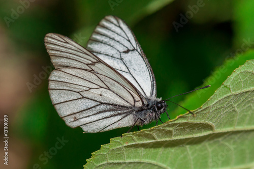 Black-and-white butterfly Aporia crataegi in natural habitat on green leaf close-up