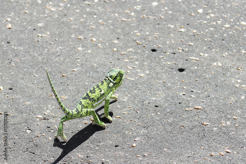 Flap Neck Chameleon (Chamaeleo dilepis)