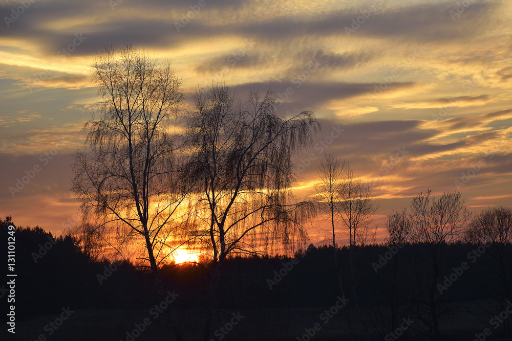 In the evening, the tree silhouette, very beautiful