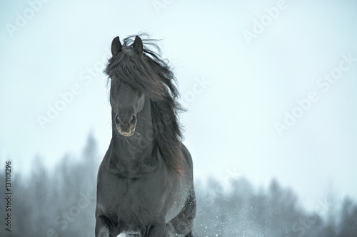 Fototapeta Naklejka Na Ścianę i Meble -  Black Friesian stallion in winter.