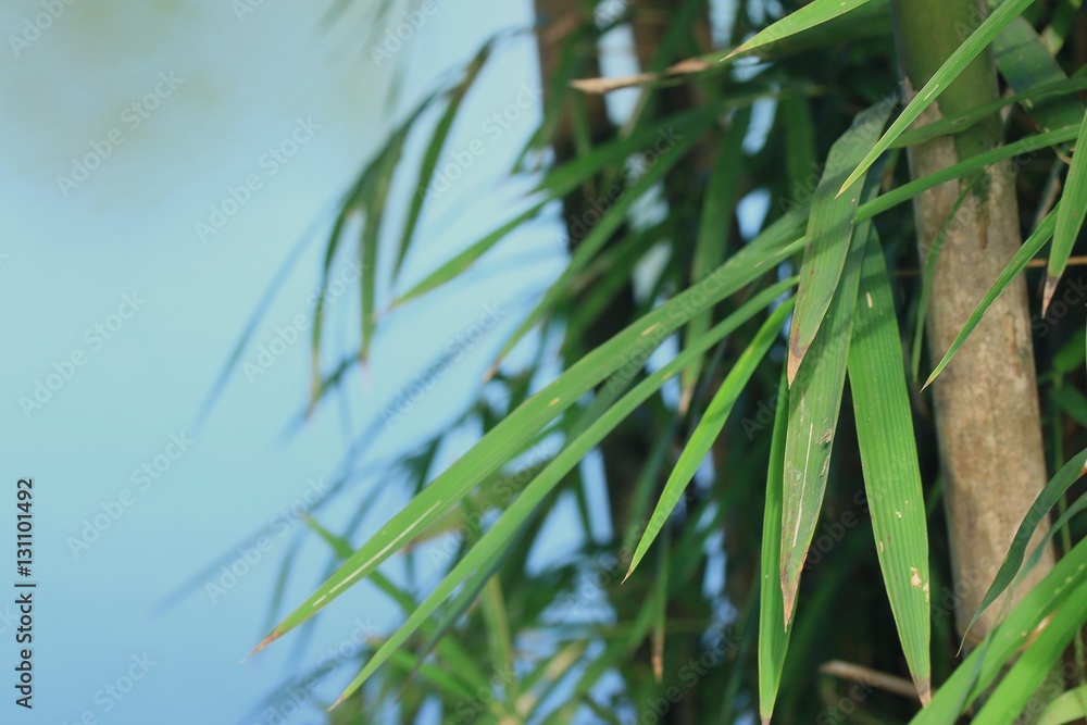 Naklejka premium bamboo leaves