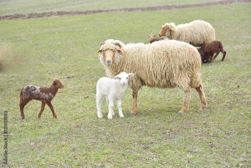 little lambs on green meadow little lambs on green meadow