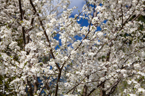 blossom tree