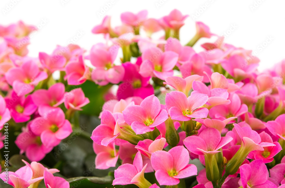Fototapeta premium Kalanchoe blossfeldiana