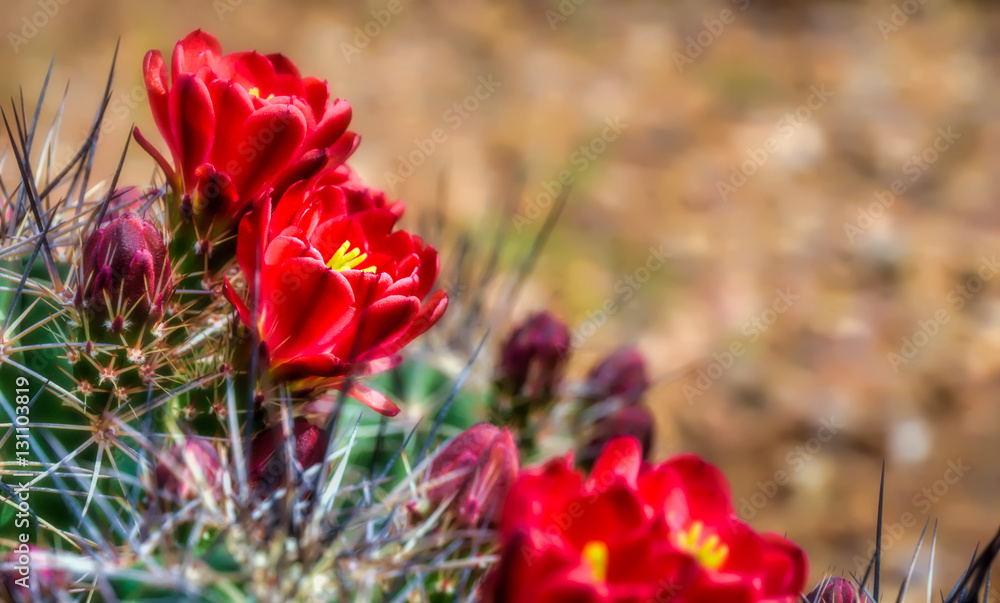 Obraz premium Prickly Pear flowers in the spring