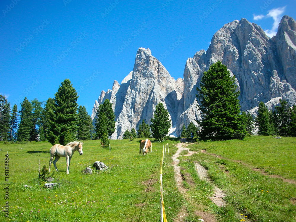 Beautiful horses in mountain landscape, Dolomites, Italy