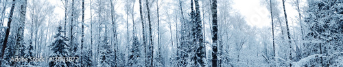 Obraz na płótnie winter landscape forest in snow frost w salonie