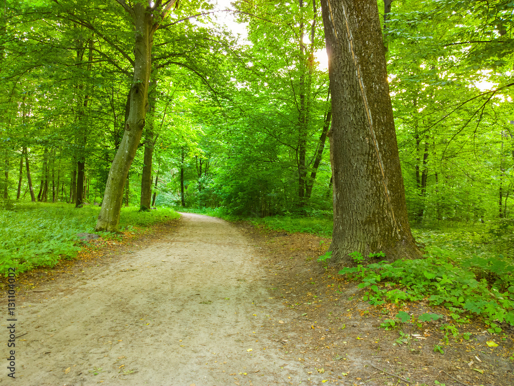 Obraz premium Spring park.