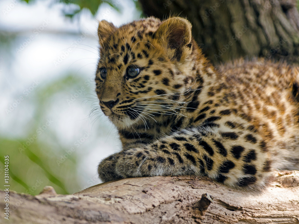 Amur Leopard Cub