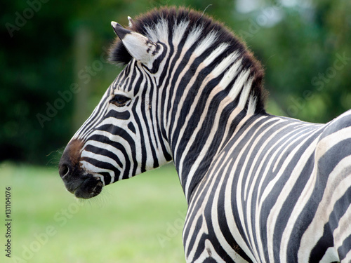 Grevy s Zebra