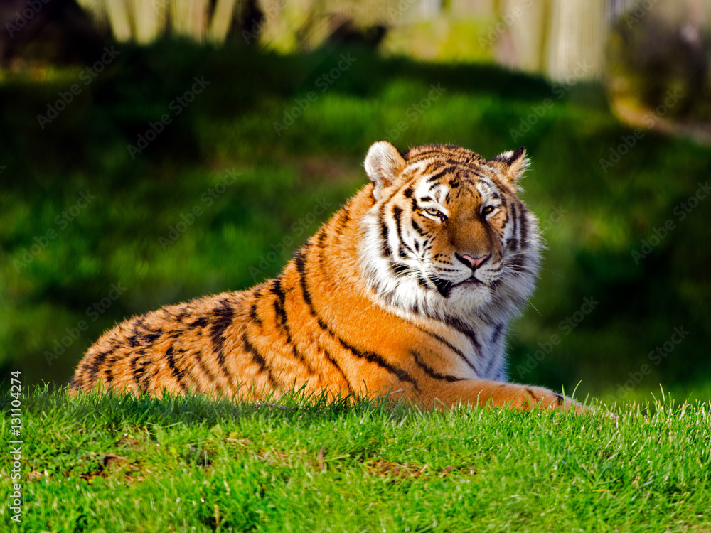 Obraz premium Amur Tiger