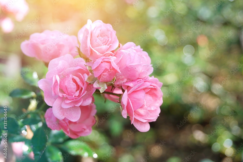beautiful pink rose flower in a garden beautiful pink rose flower in a garden