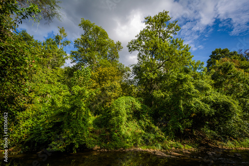 Little Sugar Creek  at Freedom Park  in Charlotte  North Carolin