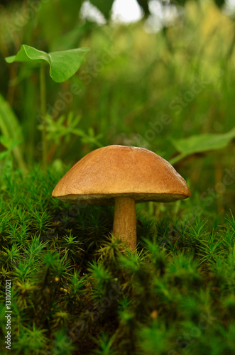 Brown cap boletus mushroom growing in the forest in moss. Tubular edible mushroom in moss.