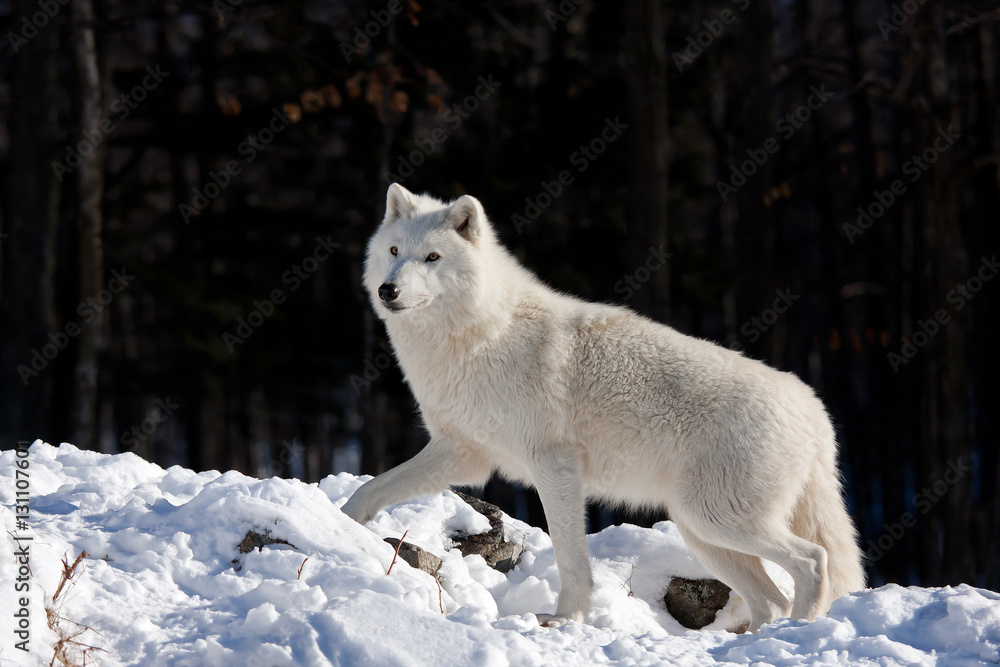 Naklejka premium A lone Arctic wolf (Canis lupus arctos) walking on a rock cliff in winter in Canada