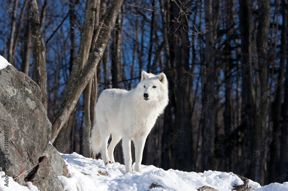 Obraz premium A lone Arctic wolf (Canis lupus arctos) on a rock cliff in winter in Canada