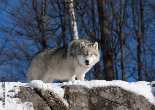 A lone Arctic wolf (Canis lupus arctos) on a rock cliff in winter in Canada © Jim Cumming