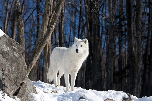 A lone Arctic wolf (Canis lupus arctos) on a rock cliff in winter in Canada