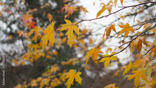 Beautiful Colorful Autumn Maple Leaves