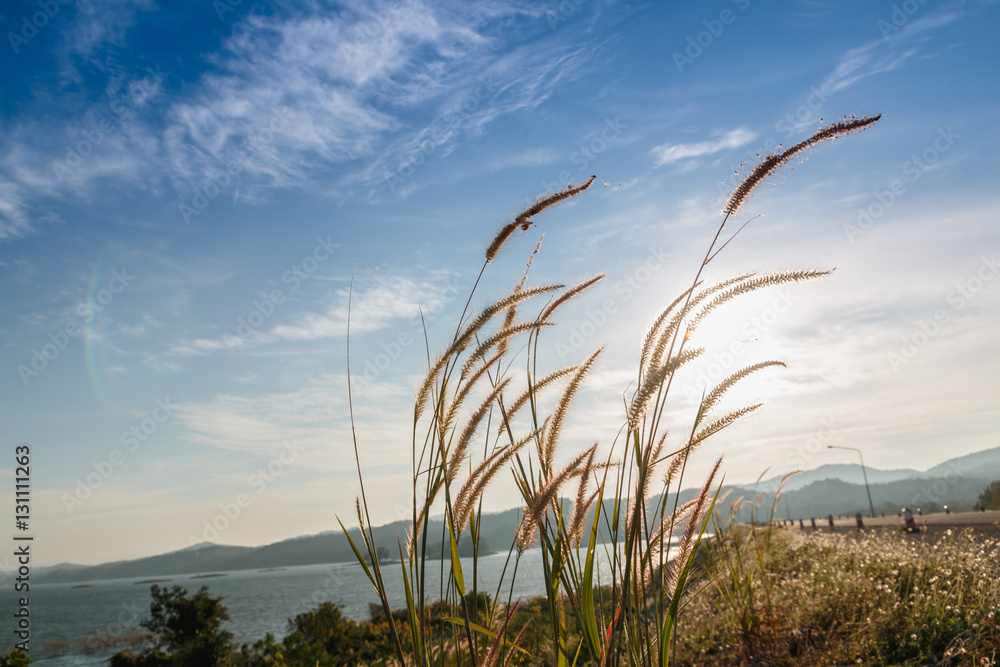 Obraz premium Grass flowers with sky clouds background