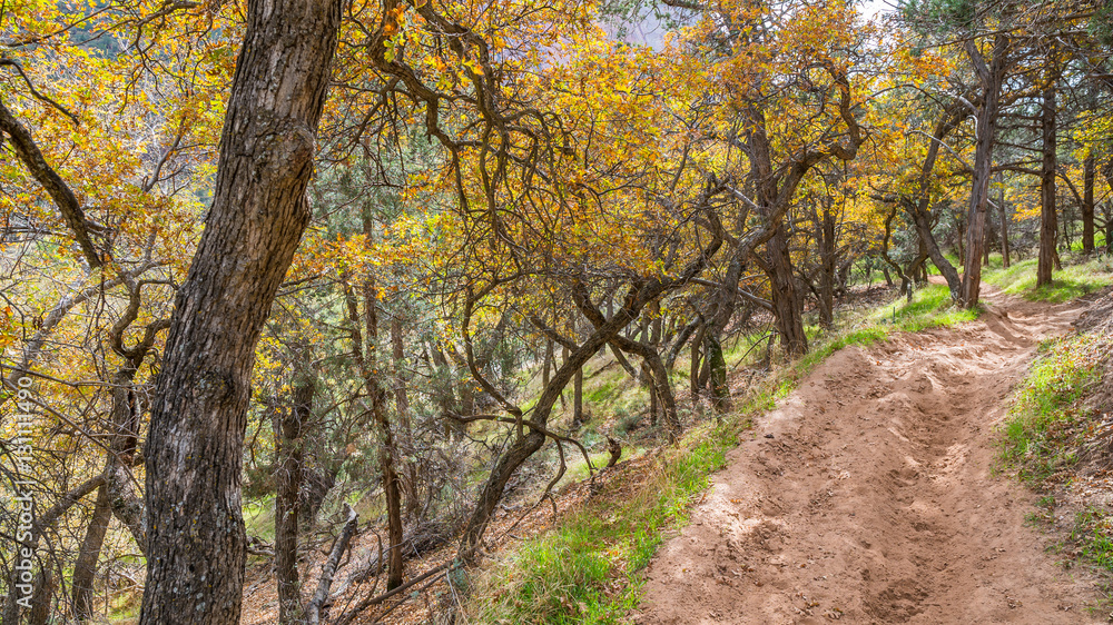 The narrow trail through the beautiful forest. Zion National Park, Utah, USA The narrow trail through the beautiful forest. Zion National Park, Utah, USA