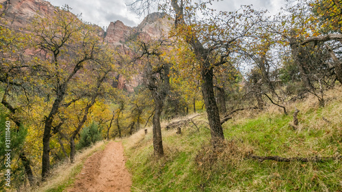 The narrow trail through the beautiful forest. Zion National Park  Utah  USA
