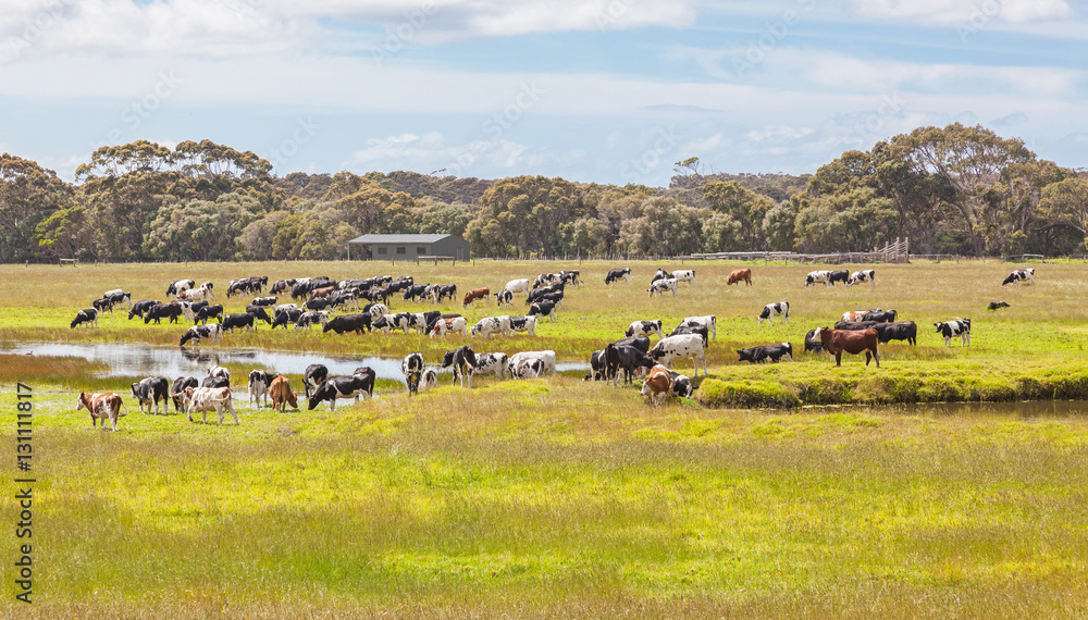 Australian Cattle Farm