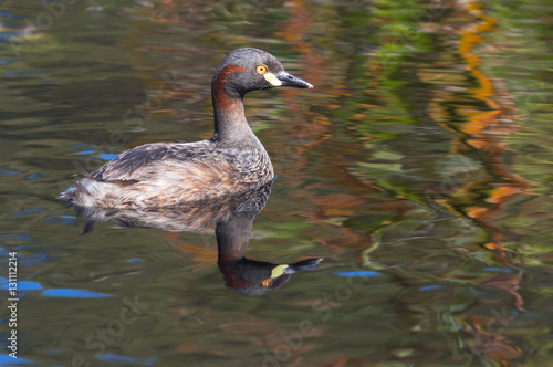 Australasian Grebe photo