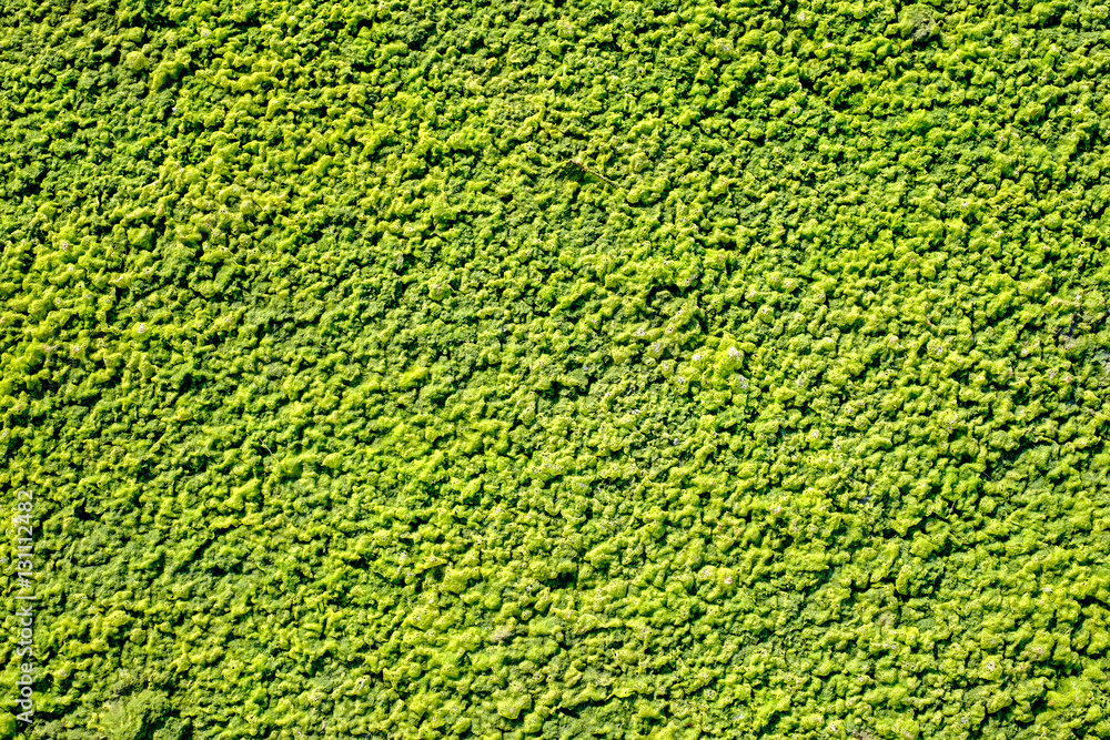Green algae texture on sand beach, top view Green algae texture on sand beach, top view