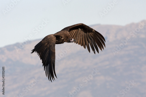 Black vulture flying. Aegypius monachus