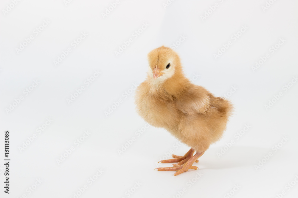 Fototapeta premium Chicken, Rhode Island Red Chick
