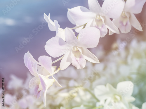 Beautiful orchid, pastel style