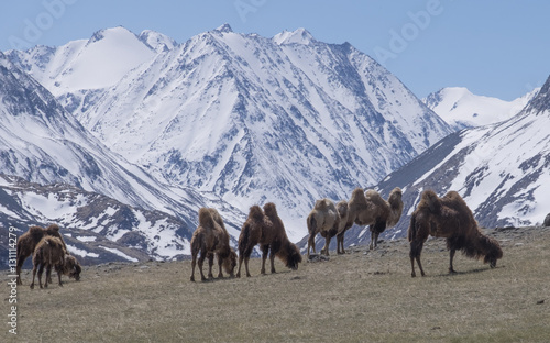 Herd of Bactrian