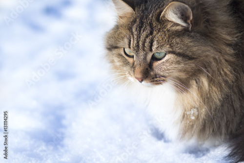 winter portrait of cat on the snow