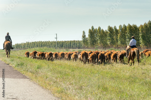 Fotografia A countryman gathers and leads the cattle next to the road